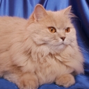 British Long-haired Cat